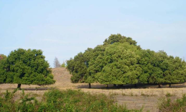 Due grandi alberi verdi su un terreno arido, sotto un cielo sereno e azzurro.