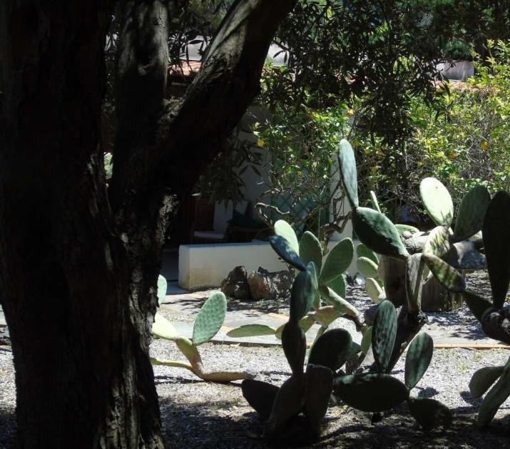 Giardino ombreggiato con fichi d'India, alberi e luce solare che filtra tra le foglie.