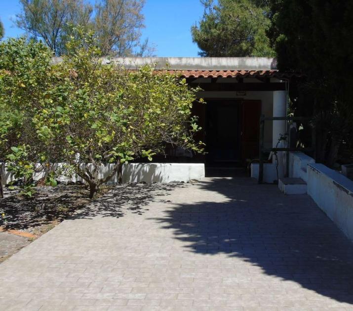 Giardino soleggiato con albero rigoglioso e casa accogliente sullo sfondo.